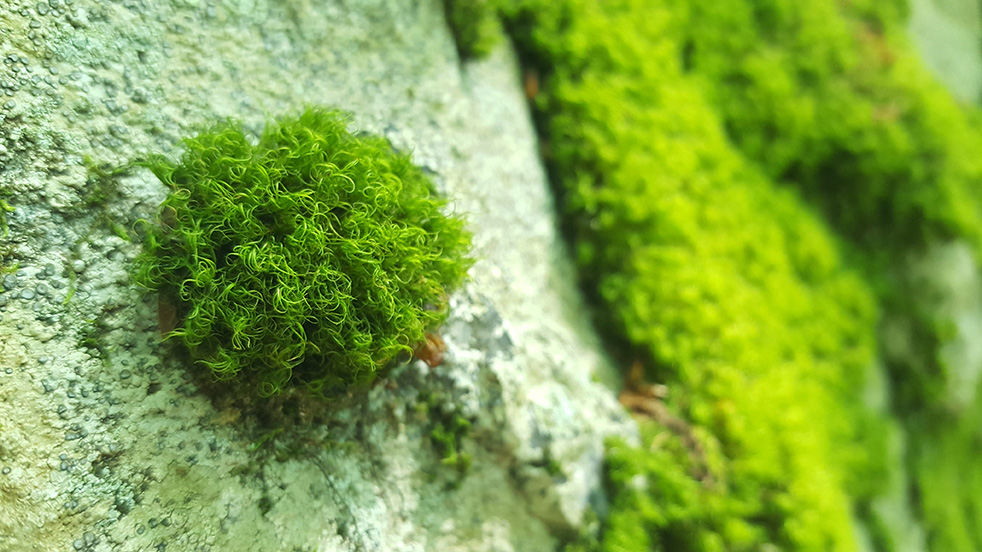 upclose look at moss on a rock