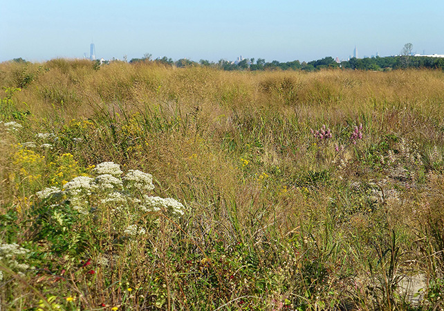 White Island, a                  preserved grassland rarely open to the public, offshore at Marine Park in Brooklyn.