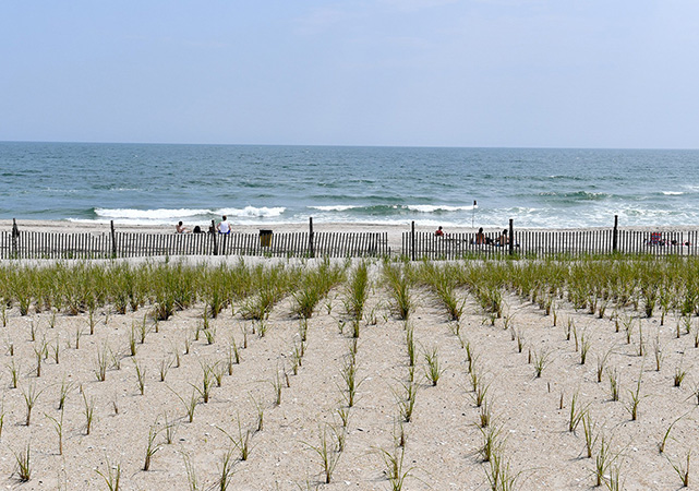 American                      beachgrass is                      planted at Rockaway Beach to help stabilize the beach dunes and protect the coastal community at the                      Rockaways.