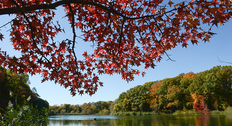 fall foliage at Alley Pond Park, Queens