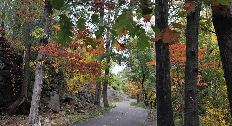 fall foliage in Highbridge Park, Manhattan