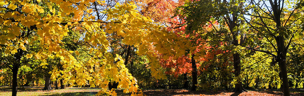 Link to know your fall colors video guide.