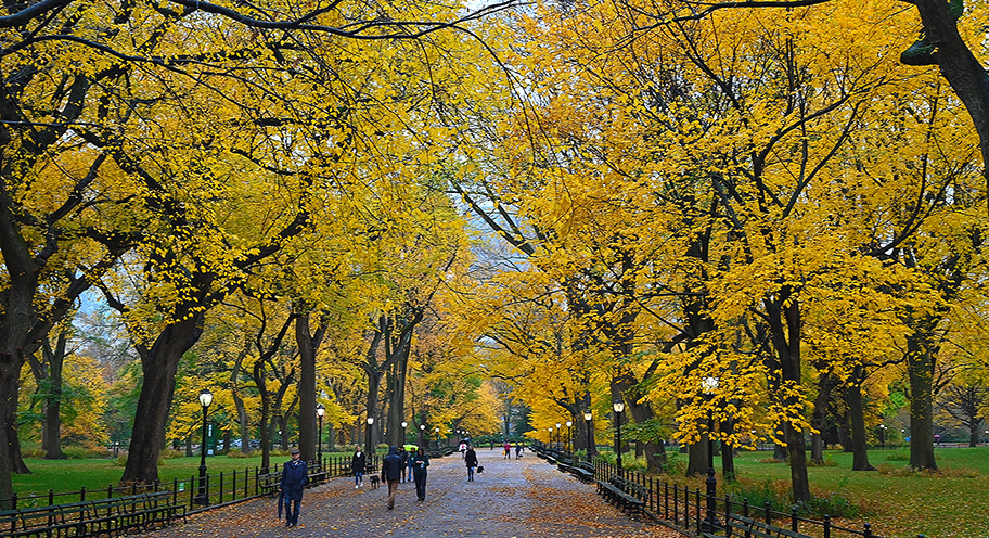 fall foliage in Central Park, Manhattan