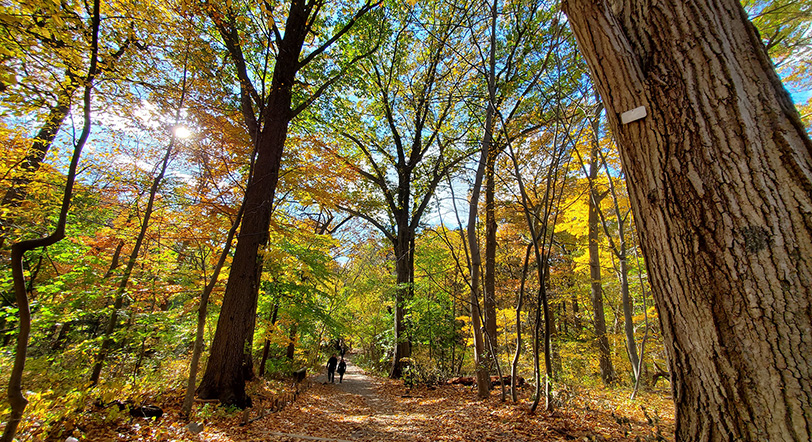 Forest Park, Queens