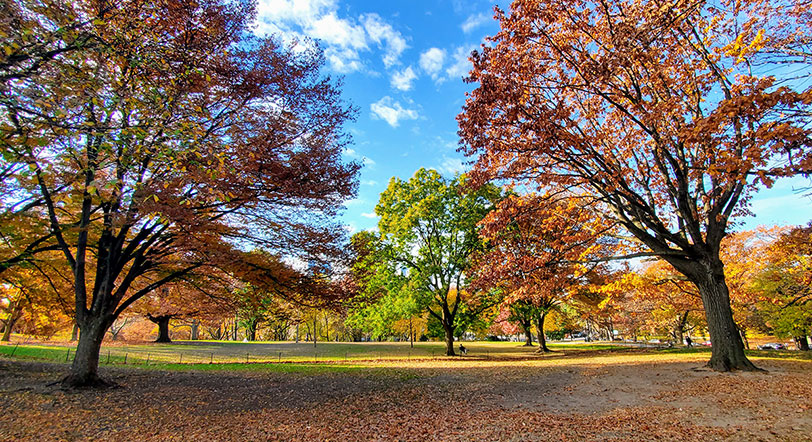 Fall foliage at Fort Greene Park, Brooklyn