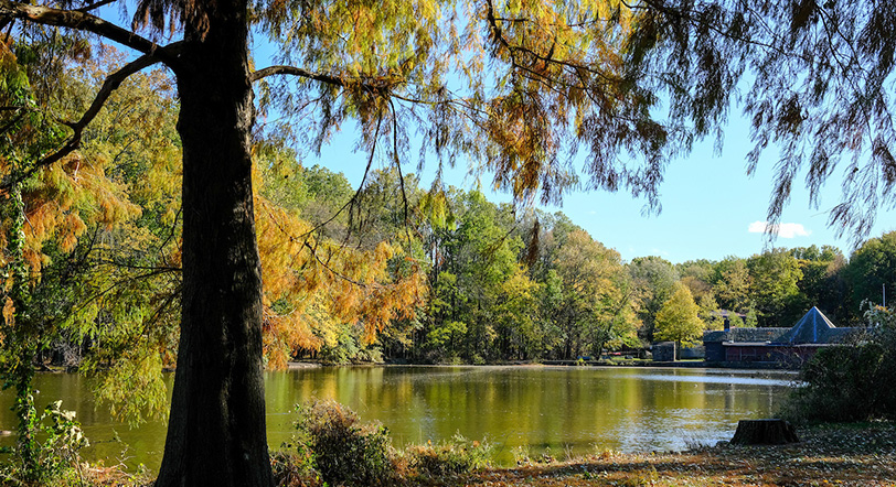 fall foliage at the Greenbelt, Staten Island