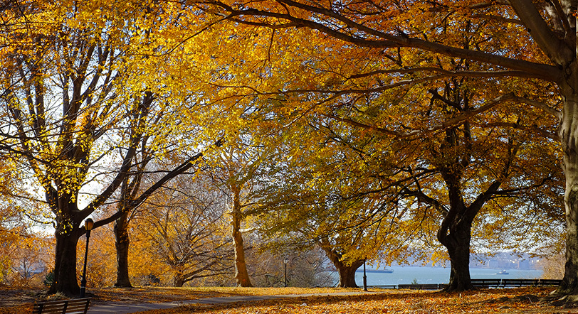 Fall Foliage at Owl's Head Park, Brooklyn