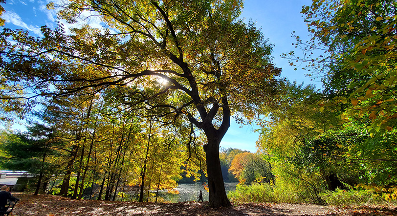 Fall Foliage at Prospect Park, Brooklyn