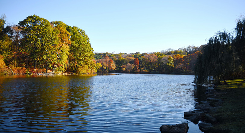 fall foliage in Van Cortlandt Park, Bronx