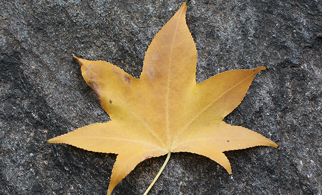 different types of maple leaves