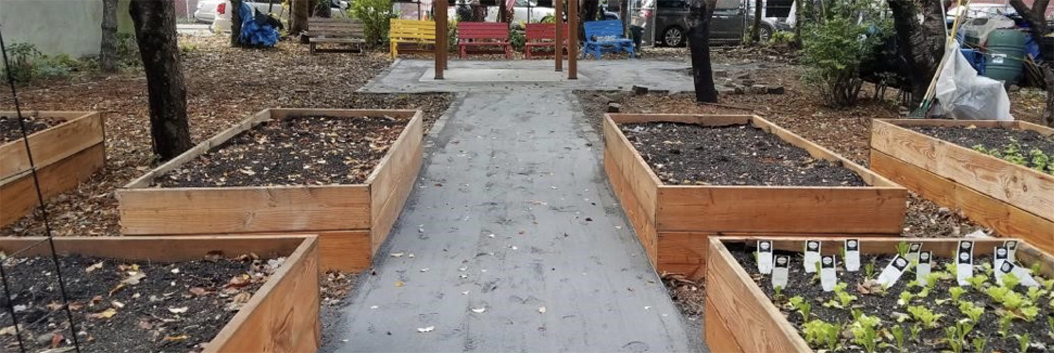 raised garden beds with planted seeds, new soil, and sapling in a community garden