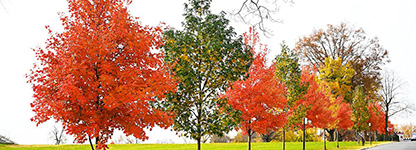 Lookalike Leaves: How to Tell the Difference Between Maple Tree Varieties  in the Fall : NYC Parks