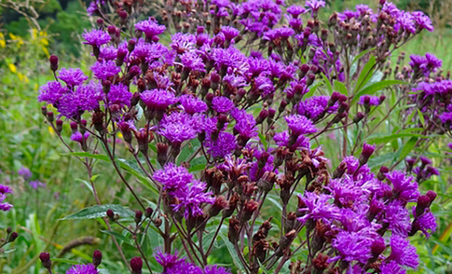 New York Ironweed