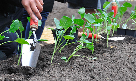 Gardening