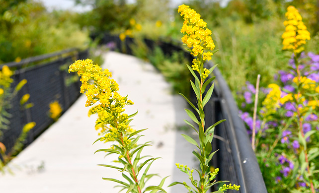 Goldenrods