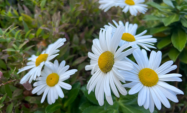 Montauk daisies