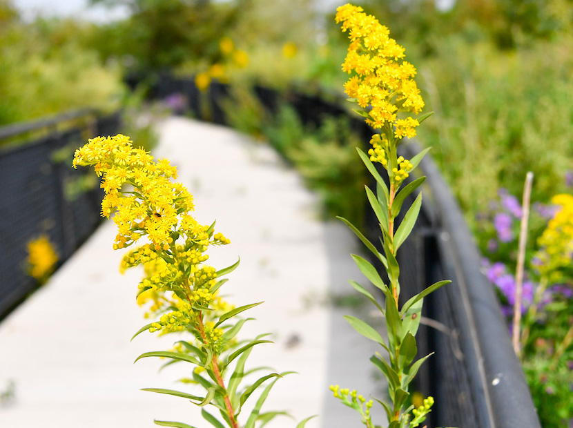 goldenrods