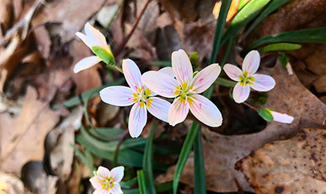 Native Plants in New York City