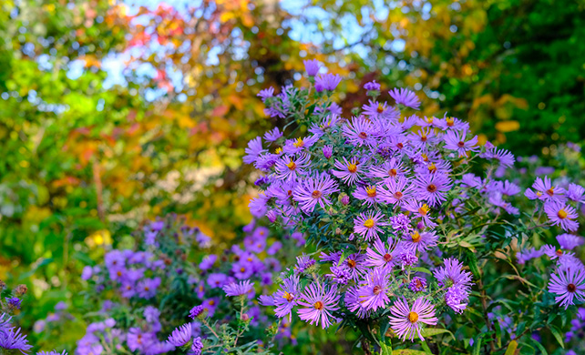 New England Aster