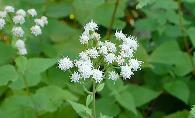 Common White Snakeroot