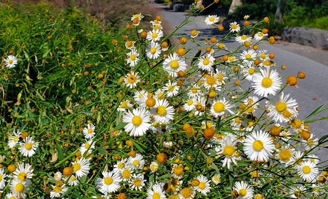 White Wood Aster