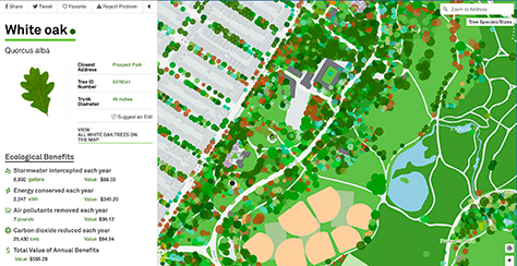 screenshot of nyc tree map