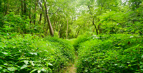 a forested area