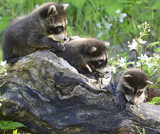 Three baby raccoons on a log