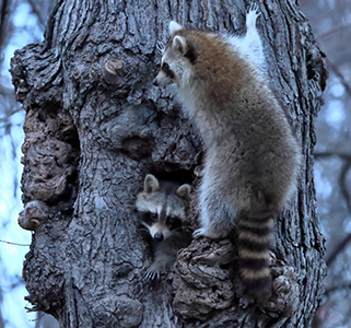 Raccoons in tree cavity