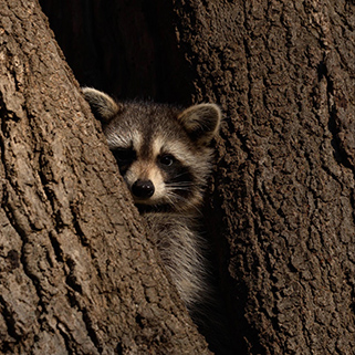 A raccoon peeks out from a tree