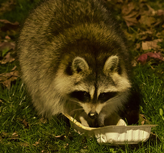 A racoon eating garbage