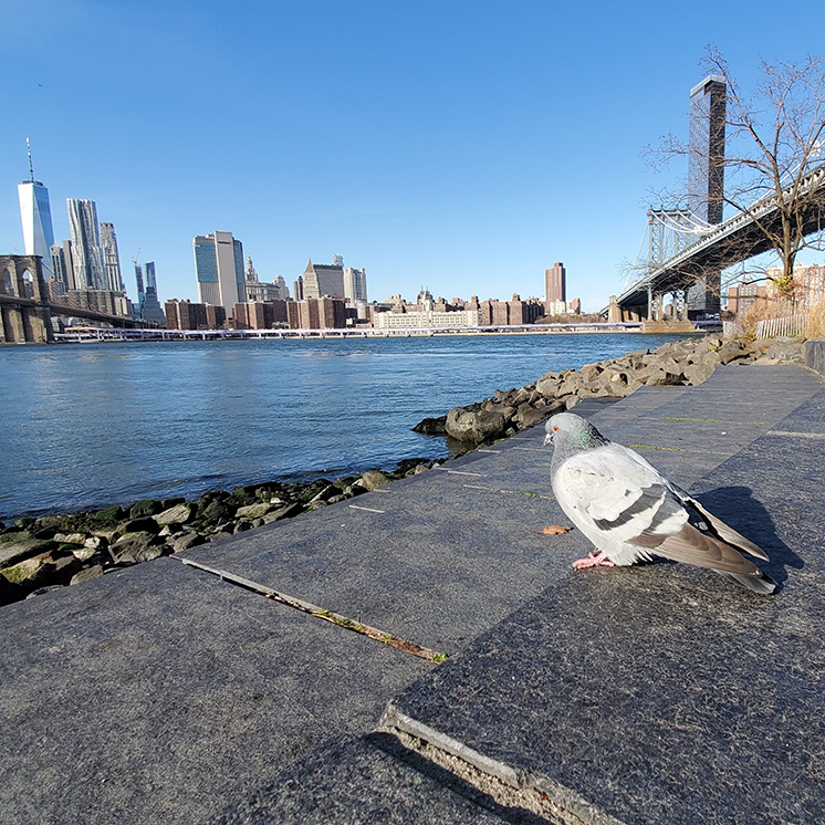 A pigeon by the water in front of the skyline