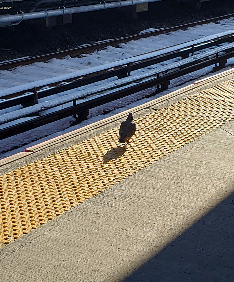 Subway pigeon