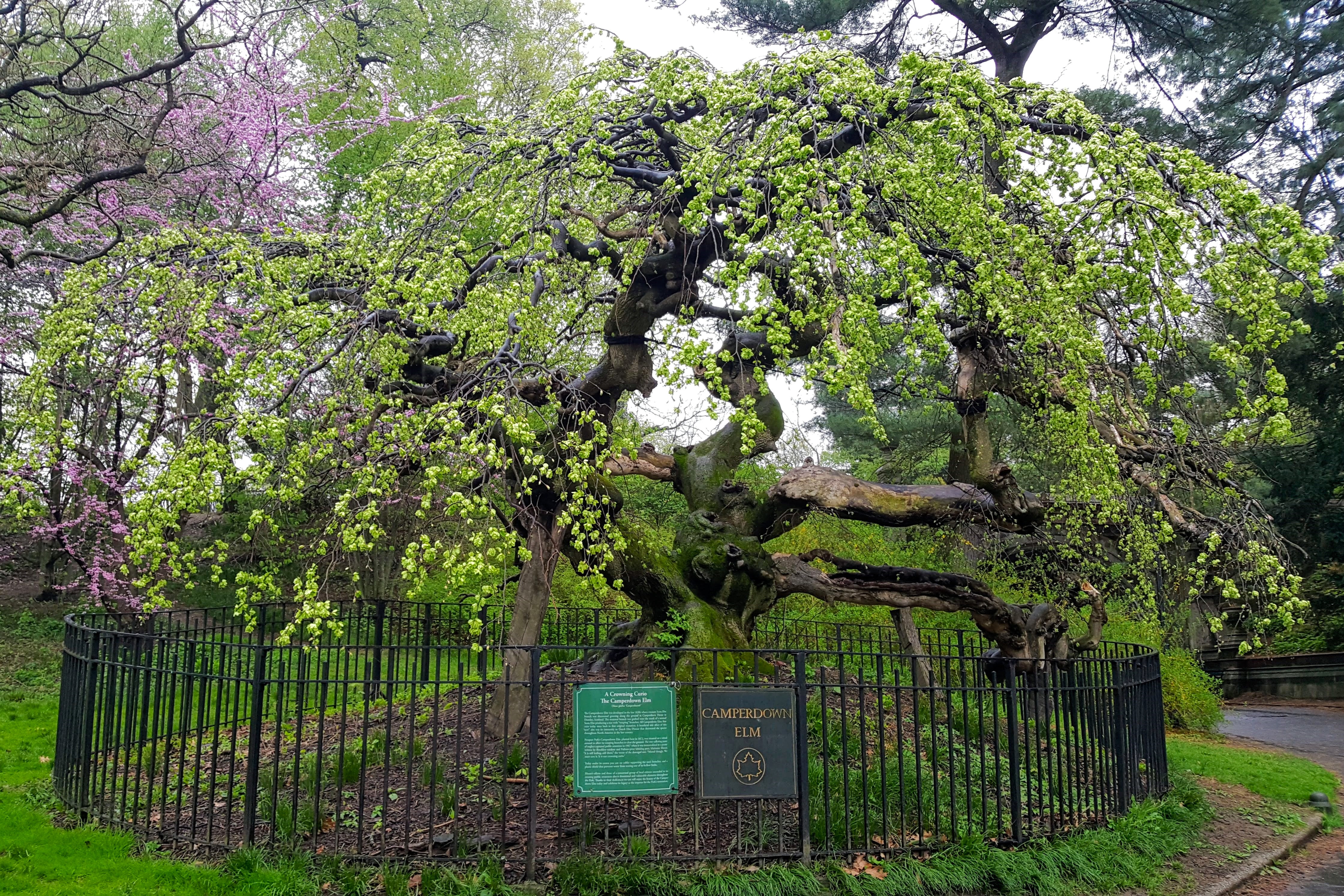 Camperdown Elm