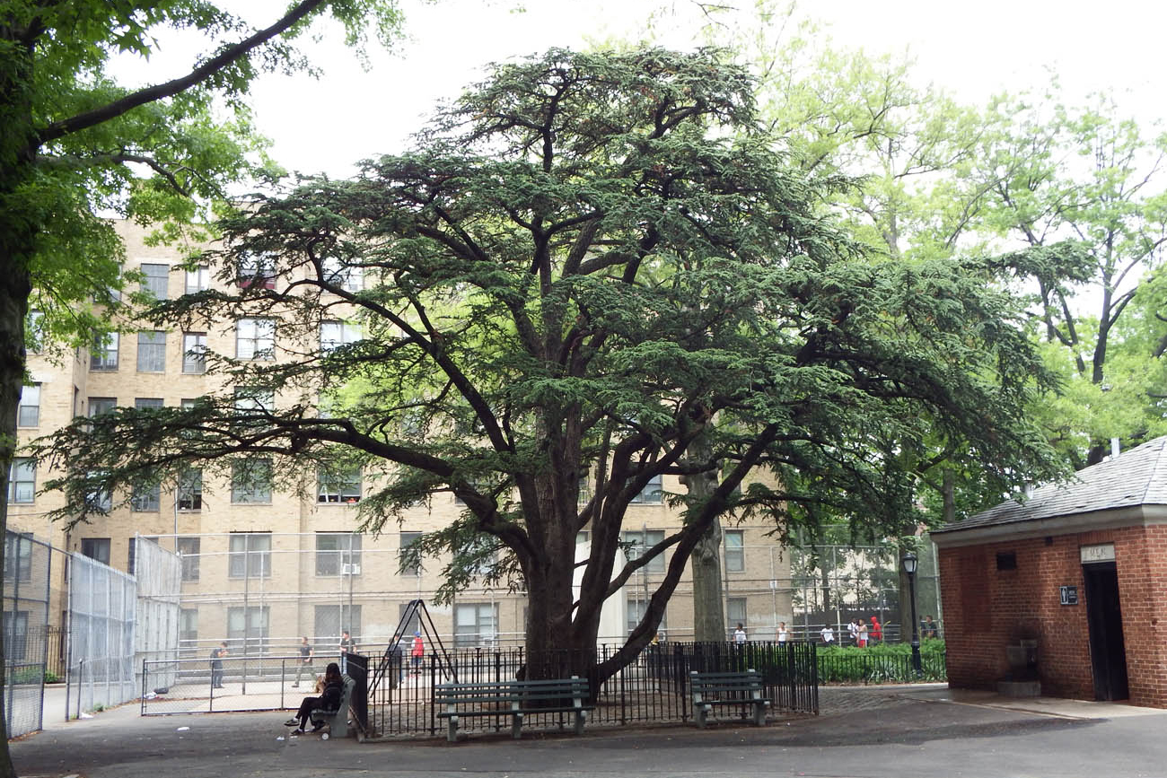 Cedar of Lebanon