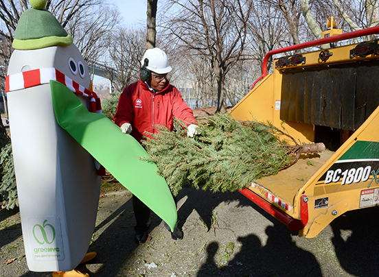 A pine tree is placed into a shredder.
