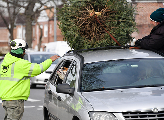 A dog reaches out of a car window to greet a traffic director as his owner unties a tree from the roof of their vehicle.