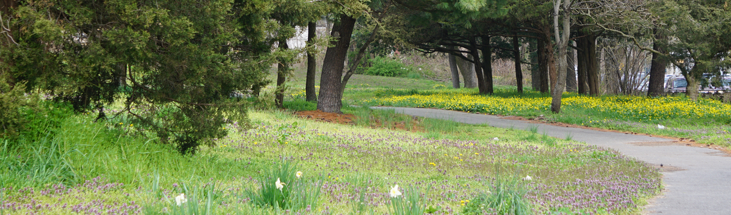 Fresh Creek Nature Preserve hiking trails