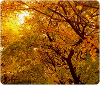 close-up of fall leaves