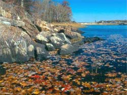 Autumn leaves in the water next to rock outcrop on shoreline