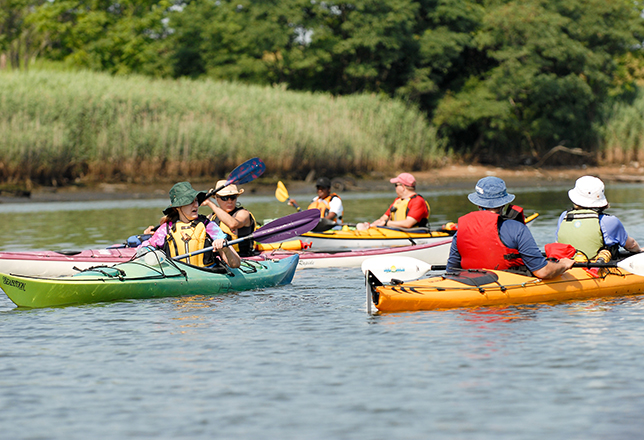 A group of kayakers converge in the middle of a wetland water body.