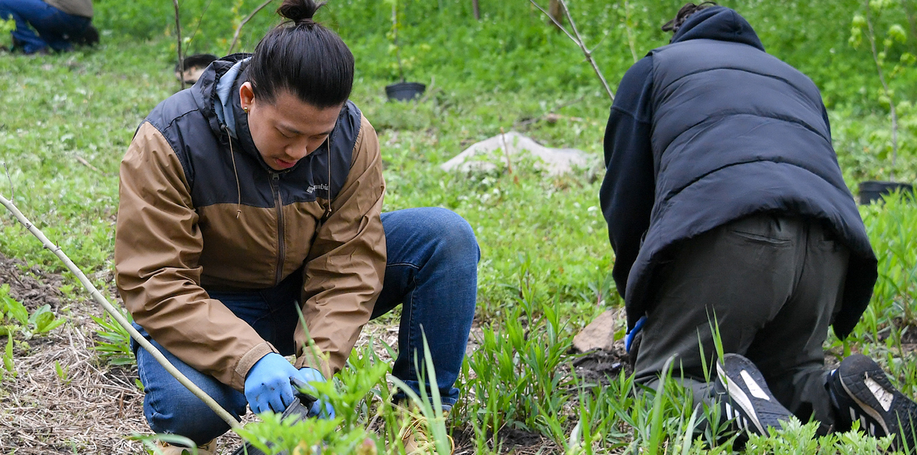 Two people plant shrubs while kneeling down.