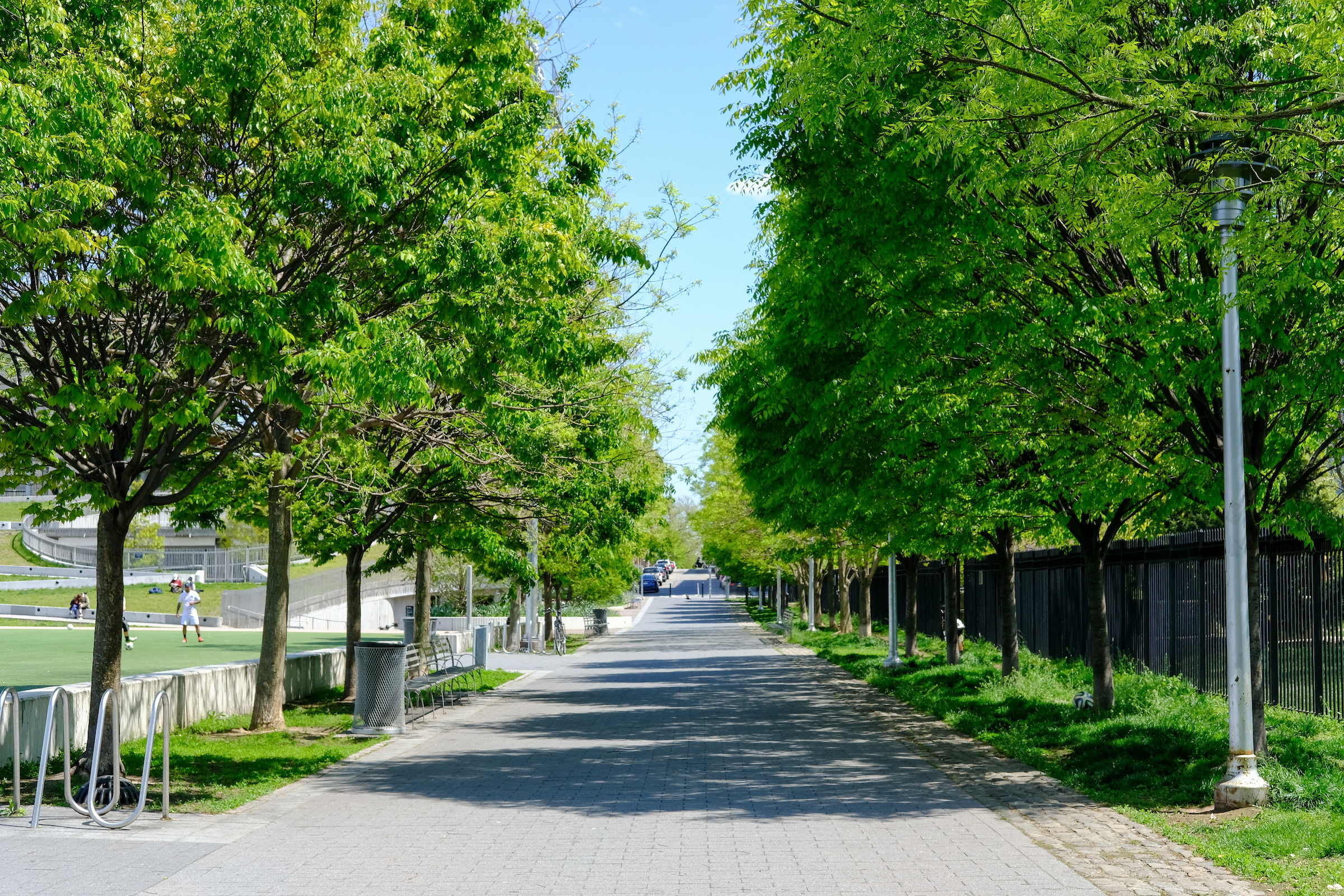 A street lined with green trees.