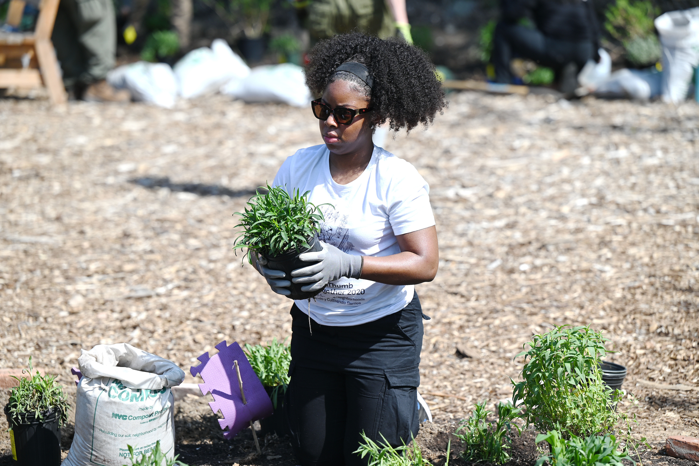 A volunteer holds a small shrub