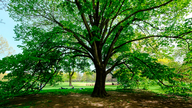 A Great Tree in Central Park