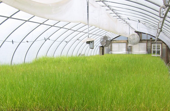 Green grass grows under a covered greenhouse tent.