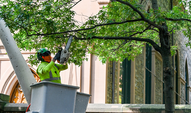 A climber/pruner reaches up to trim a tree branch along the street.