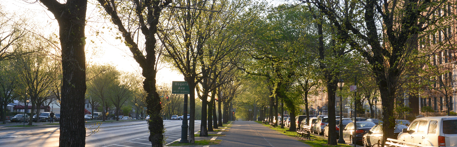 A row of recently planted trees on Eastern Parkway in 2015