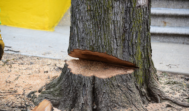 Stump of a tree