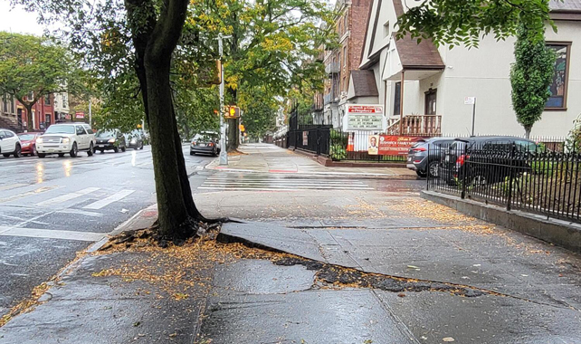 A sidewalk slab lifting up near City Tree Roots 